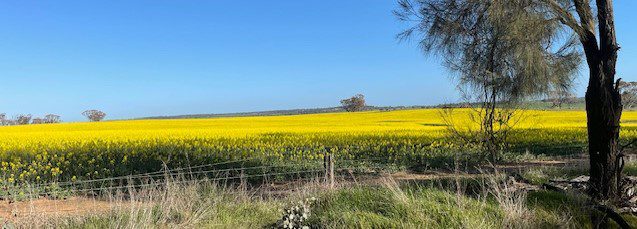 York wildflower fields