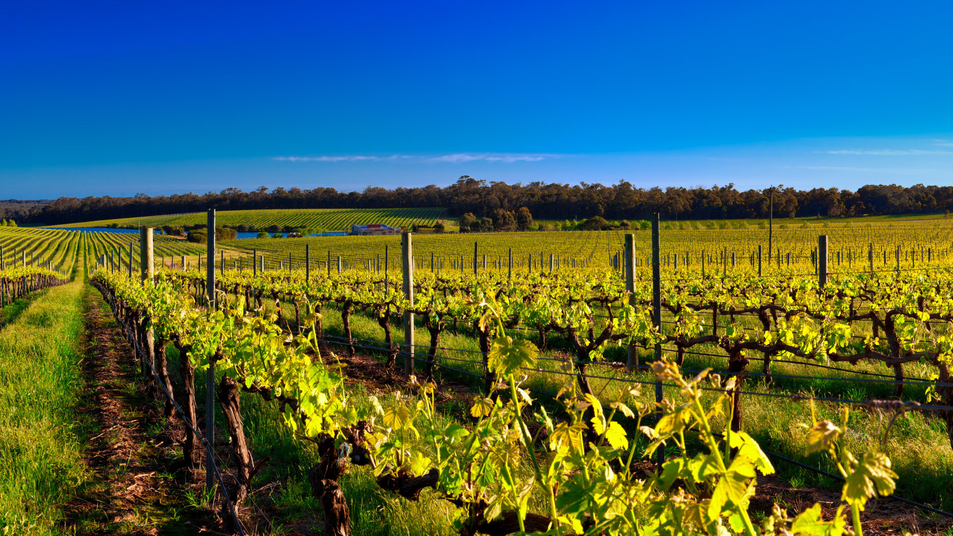 Margaret River wine region in Western Australia